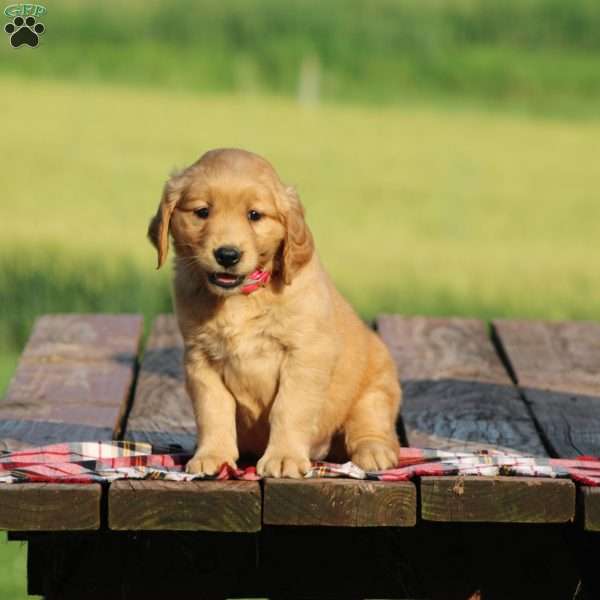 Sierra, Golden Retriever Puppy
